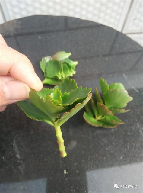 长寿花剪下来的枝条怎么