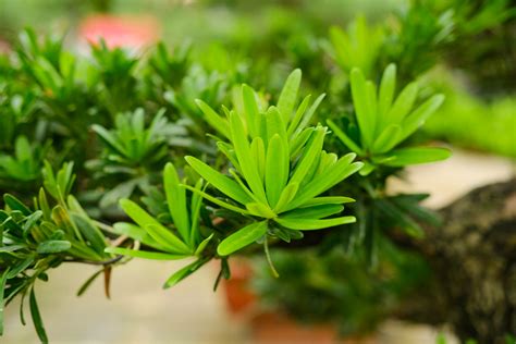 罗汉松的品种分类，罗汉
