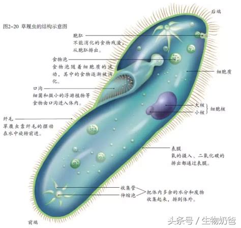 草履虫的生殖方式，有性