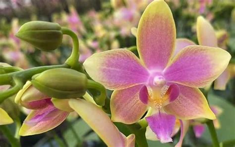 蝴蝶兰开完花后花箭怎么