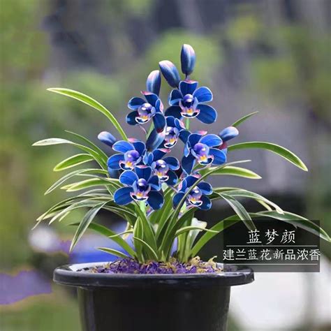 高档花卉有哪些（兰花／牡丹／郁金香）