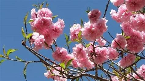 樱花树和樱桃树的区别（