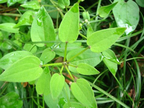 茜草科植物有哪些（茜草／蓼属植物／木茜草）