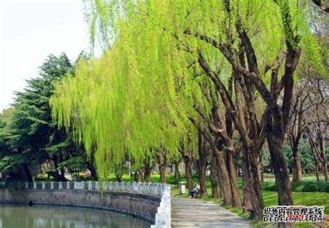 桑树为什么叫鬼树（生长习性／传说中故事／象征意义）