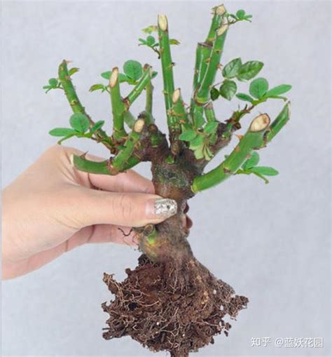 月季花老桩好还是小苗好