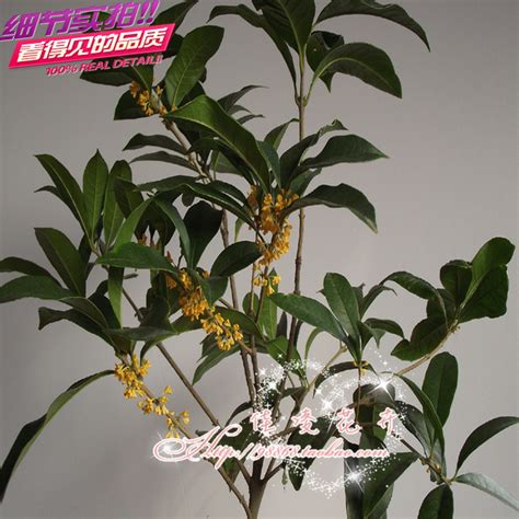 沉香桂是什么桂花品种，特点／药用价值／使用方法
