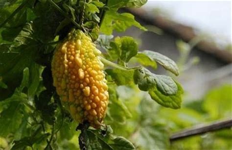 金铃子怎么催芽和种植（