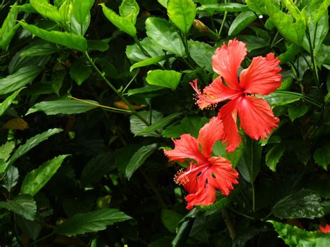 扶桑花语象征与寓意（坚强／希望／重生）