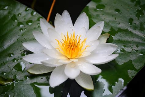 紫色睡莲水养方法，水温