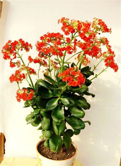 我养的长寿花为啥不开花（光照不足、温度过高、缺乏养分）