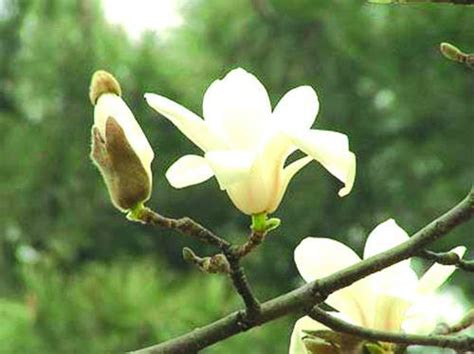 四季玉兰花一年开几次（
