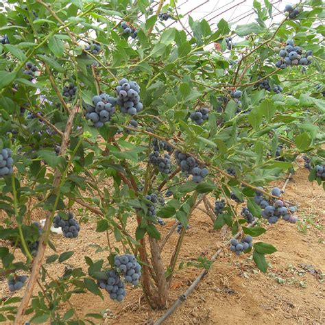 北方种植蓝莓苗哪个品种