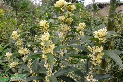日香桂花优缺点（生长周期短、花朵香气浓郁、易于栽培）