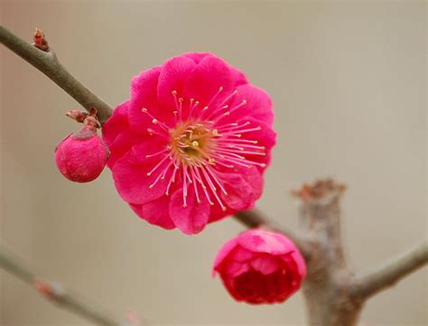 梅花的介绍以及特点