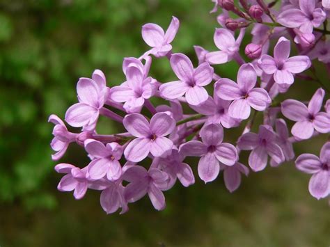丁香花香味好闻吗，好处
