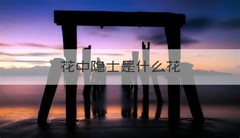花中隐士是什么花啊，起