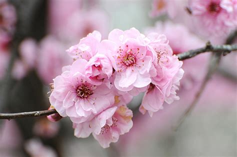 简单介绍一下梅花，特点