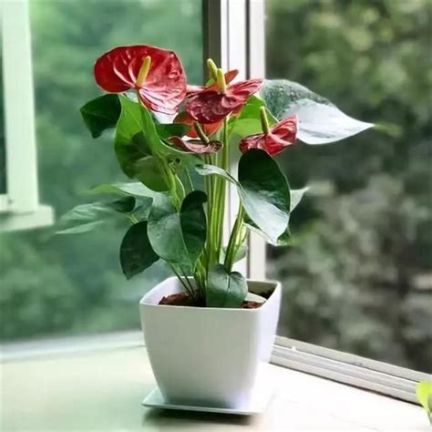 突然喜欢养花是什么征兆