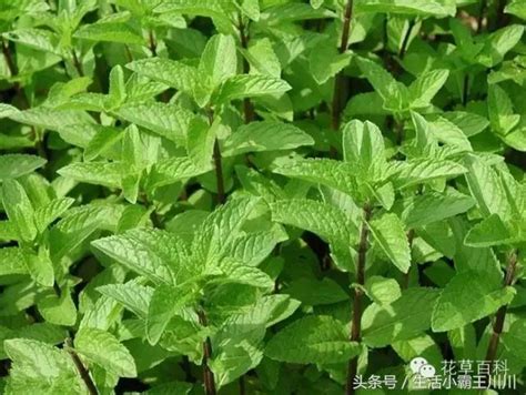 薄荷一般人养不活，对环境的要求高／生长周期长