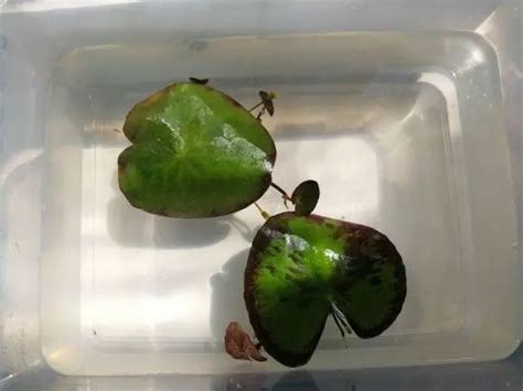 一叶莲叶子发黑是怎么回