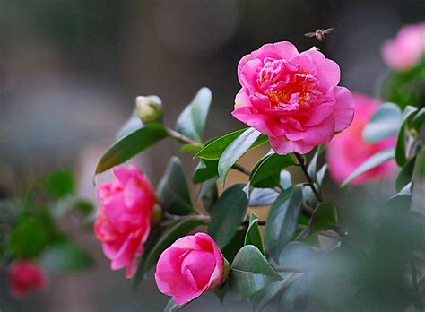 牡丹茶花的养殖方法，种