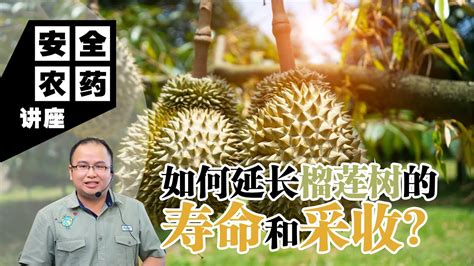 榴莲树的寿命有多长，寿