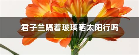 君子兰隔着玻璃晒太阳行