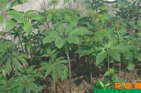 重楼种植几年可以收（适