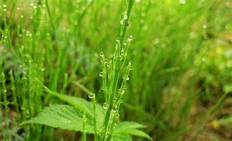 问荆草和节节草有什么区别（形态区别／生长环境区别／用途区别）
