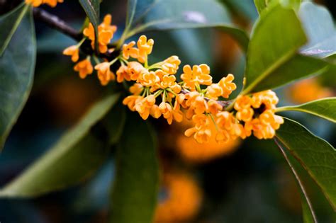 四季桂开花时间（春季开花／夏季开花／秋季开花）