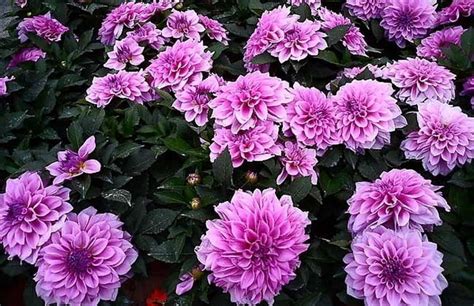 大丽菊什么时候开花季节