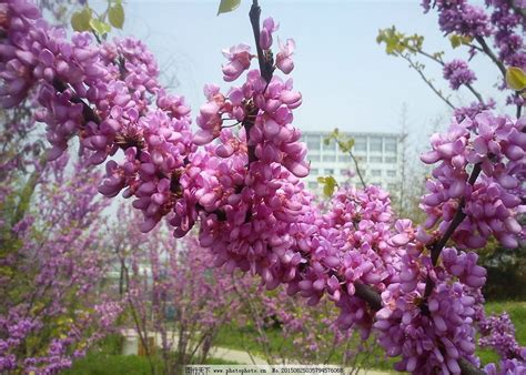 紫金花可以吃吗，紫金花的食用价值、关于紫金花的毒性、建议