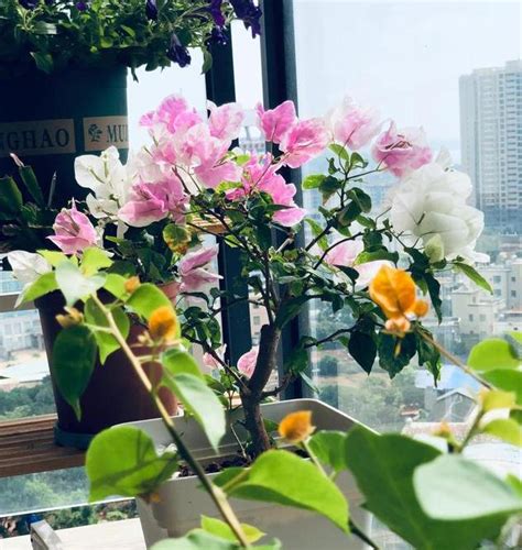 赞美三角梅盛开的优美短