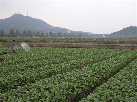 农村种植什么最赚钱，果树／蔬菜／中药材