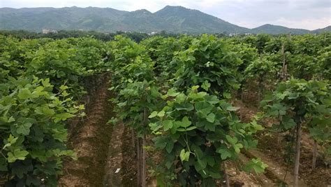 葛根种植一亩利润（种植环境、成本投入、产量和收益）