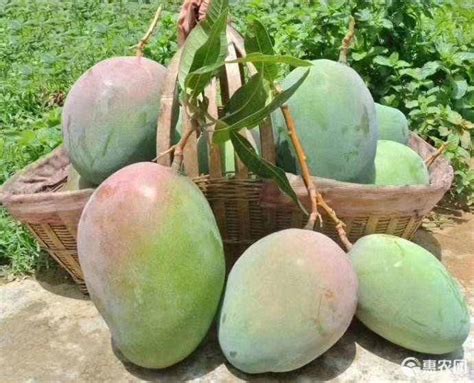 <strong>凯特芒果产地在哪里，产地分布、特点、种植和采摘</strong>