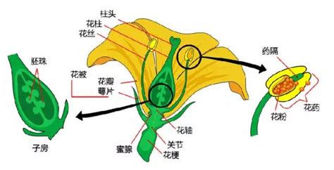 太阳花的外形特点（花朵