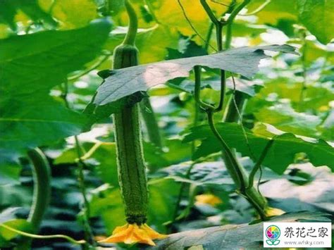 怎样种丝瓜才能多结瓜，