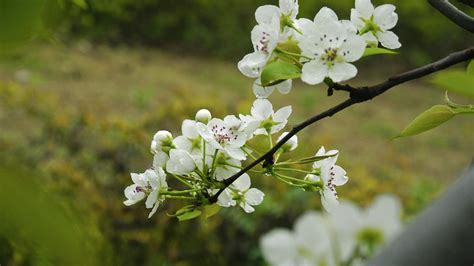 梨花是哪个季节开的花，