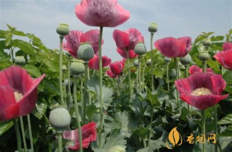 罂粟花种植几棵不犯法，种植方法、用途、合法种植注意事项