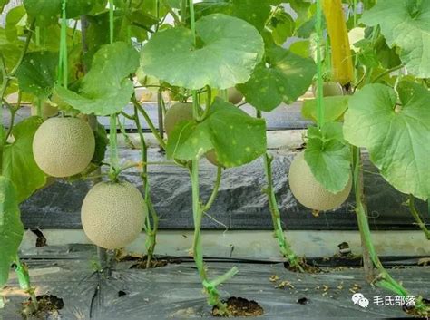 露地甜瓜种植时间和方法