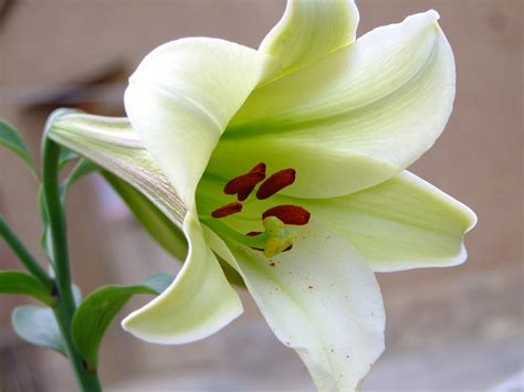 <strong>百合的花语是什么（花语、其他花语、不同颜色代表的花语）</strong>