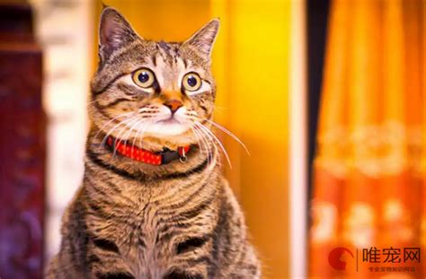 狸花猫能长多大，体型特