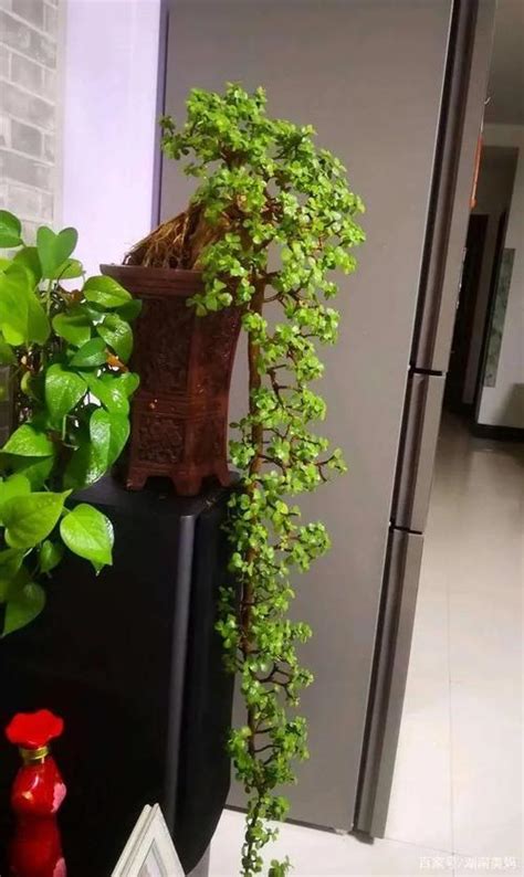 金枝玉叶寓意风水，象征