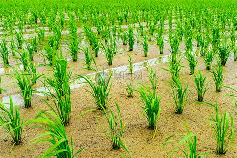 田里种植什么最赚钱（茶