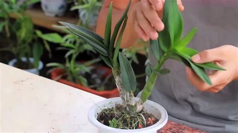 石斛的养殖家庭方法养（