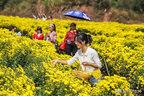 现在种植什么最赚钱，特色农产品／高效农业／农旅融合