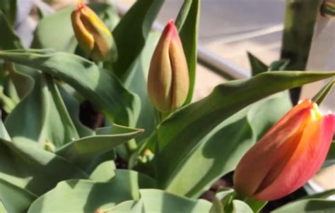 郁金香花苞枯萎怎么办（郁金香花苞枯萎的原因／正确的养护方法）