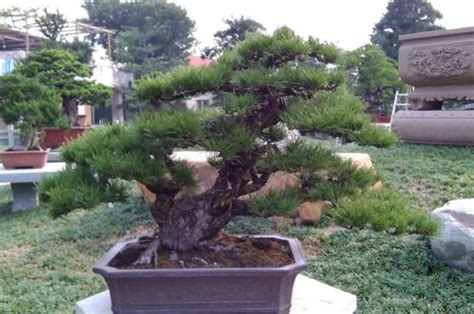 黑松的风水寓意（寓意／摆放方式／养护方法）